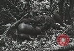 Image of 1st Marine Division Peleliu Palau Islands, 1944, second 40 stock footage video 65675022847