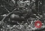 Image of 1st Marine Division Peleliu Palau Islands, 1944, second 41 stock footage video 65675022847
