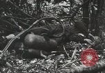 Image of 1st Marine Division Peleliu Palau Islands, 1944, second 42 stock footage video 65675022847
