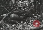 Image of 1st Marine Division Peleliu Palau Islands, 1944, second 43 stock footage video 65675022847