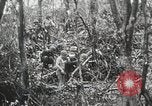 Image of 1st Marine Division Peleliu Palau Islands, 1944, second 53 stock footage video 65675022847