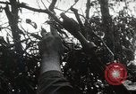 Image of 1st Marine Division Peleliu Palau Islands, 1944, second 47 stock footage video 65675022848