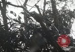 Image of 1st Marine Division Peleliu Palau Islands, 1944, second 48 stock footage video 65675022848