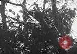 Image of 1st Marine Division Peleliu Palau Islands, 1944, second 49 stock footage video 65675022848