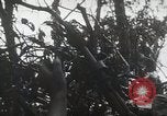 Image of 1st Marine Division Peleliu Palau Islands, 1944, second 50 stock footage video 65675022848