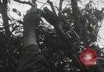 Image of 1st Marine Division Peleliu Palau Islands, 1944, second 51 stock footage video 65675022848