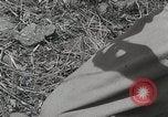 Standbild US Army 81st Infantry Division Palau Inseln, 1945, aus Sekunde 1 historischem Filmmaterial Videoclip 65675022854