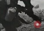 Standbild US Army 81st Infantry Division Palau Inseln, 1945, aus Sekunde 15 historischem Filmmaterial Videoclip 65675022854
