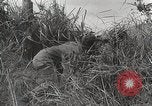 Standbild US Army 81st Infantry Division Palau Inseln, 1945, aus Sekunde 34 historischem Filmmaterial Videoclip 65675022854