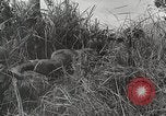 Standbild US Army 81st Infantry Division Palau Inseln, 1945, aus Sekunde 38 historischem Filmmaterial Videoclip 65675022854