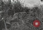 Standbild US Army 81st Infantry Division Palau Inseln, 1945, aus Sekunde 39 historischem Filmmaterial Videoclip 65675022854