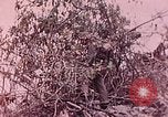 Standbild Vereinigten Staaten Marines Peleliu Palau Inseln, 1944, aus Sekunde 3 historischem Filmmaterial Videoclip 65675022865