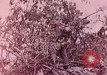 Standbild Vereinigten Staaten Marines Peleliu Palau Inseln, 1944, aus Sekunde 4 historischem Filmmaterial Videoclip 65675022865