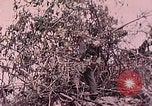 Standbild Vereinigten Staaten Marines Peleliu Palau Inseln, 1944, aus Sekunde 5 historischem Filmmaterial Videoclip 65675022865