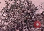 Standbild Vereinigten Staaten Marines Peleliu Palau Inseln, 1944, aus Sekunde 8 historischem Filmmaterial Videoclip 65675022865