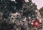 Standbild 7 Marine Regiment Peleliu Palau Inseln, 1944, aus Sekunde 28 historischem Filmmaterial Videoclip 65675022872