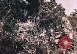Standbild 7 Marine Regiment Peleliu Palau Inseln, 1944, aus Sekunde 29 historischem Filmmaterial Videoclip 65675022872