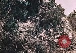 Standbild 7 Marine Regiment Peleliu Palau Inseln, 1944, aus Sekunde 30 historischem Filmmaterial Videoclip 65675022872