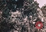Standbild 7 Marine Regiment Peleliu Palau Inseln, 1944, aus Sekunde 31 historischem Filmmaterial Videoclip 65675022872