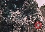 Standbild 7 Marine Regiment Peleliu Palau Inseln, 1944, aus Sekunde 33 historischem Filmmaterial Videoclip 65675022872