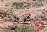 Image of US Marine Aircraft  Group 11 Peleliu Palau Islands, 1944, second 41 stock footage video 65675022877