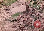 Image of US Marine Aircraft  Group 11 Peleliu Palau Islands, 1944, second 51 stock footage video 65675022877