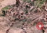 Image of US Marine Aircraft  Group 11 Peleliu Palau Islands, 1944, second 54 stock footage video 65675022877