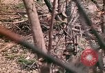 Image of US Marine Aircraft  Group 11 Peleliu Palau Islands, 1944, second 56 stock footage video 65675022877