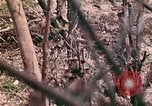 Image of US Marine Aircraft  Group 11 Peleliu Palau Islands, 1944, second 57 stock footage video 65675022877