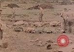Standbild Beisetzung der gefallenen Marines Palau Inseln, 1944, aus Sekunde 9 historischem Filmmaterial Videoclip 65675022884