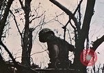 Image of 1st Marine Division Peleliu Palau Islands, 1944, second 14 stock footage video 65675022891