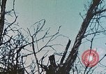 Image of 1st Marine Division Peleliu Palau Islands, 1944, second 26 stock footage video 65675022891