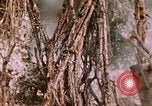 Standbild 11 US Marine Regiment Peleliu Palau Inseln, 1944, aus Sekunde 59 historischem Filmmaterial Videoclip 65675022893