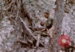 Image -NOUS 11e Régiment de Marines Peleliu îles Palau, 1944, de la seconde 44 séquences d'archives historiques vidéo 65675022894