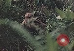 Image of 1st Marine Division Peleliu Palau Islands, 1944, second 41 stock footage video 65675022897