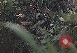 Image of 1st Marine Division Peleliu Palau Islands, 1944, second 43 stock footage video 65675022897