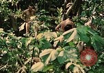 Standbild 1st Marine Division Peleliu Palau Inseln, 1944, aus Sekunde 37 historischem Filmmaterial Videoclip 65675022900