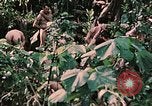 Standbild 1st Marine Division Peleliu Palau Inseln, 1944, aus Sekunde 40 historischem Filmmaterial Videoclip 65675022900