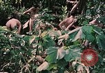 Standbild 1st Marine Division Peleliu Palau Inseln, 1944, aus Sekunde 41 historischem Filmmaterial Videoclip 65675022900