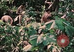Standbild 1st Marine Division Peleliu Palau Inseln, 1944, aus Sekunde 43 historischem Filmmaterial Videoclip 65675022900