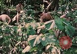 Standbild 1st Marine Division Peleliu Palau Inseln, 1944, aus Sekunde 45 historischem Filmmaterial Videoclip 65675022900