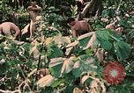 Standbild 1st Marine Division Peleliu Palau Inseln, 1944, aus Sekunde 46 historischem Filmmaterial Videoclip 65675022900