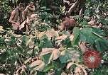 Standbild 1st Marine Division Peleliu Palau Inseln, 1944, aus Sekunde 51 historischem Filmmaterial Videoclip 65675022900