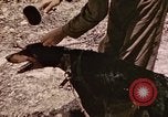 Image of First Division Marines Peleliu Palau Islands, 1944, second 22 stock footage video 65675022907