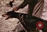 Image of First Division Marines Peleliu Palau Islands, 1944, second 23 stock footage video 65675022907