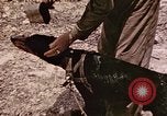 Image of First Division Marines Peleliu Palau Islands, 1944, second 24 stock footage video 65675022907