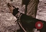 Image of First Division Marines Peleliu Palau Islands, 1944, second 29 stock footage video 65675022907