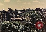 Image of 1st Tank Battalion Peleliu Palau Islands, 1944, second 4 stock footage video 65675022912