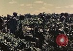Image of 1st Tank Battalion Peleliu Palau Islands, 1944, second 5 stock footage video 65675022912