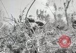 Image of 11th Marine Division Peleliu Palau Islands, 1944, second 48 stock footage video 65675022917